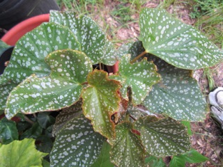 B. ‘Louisiana Dulcet’